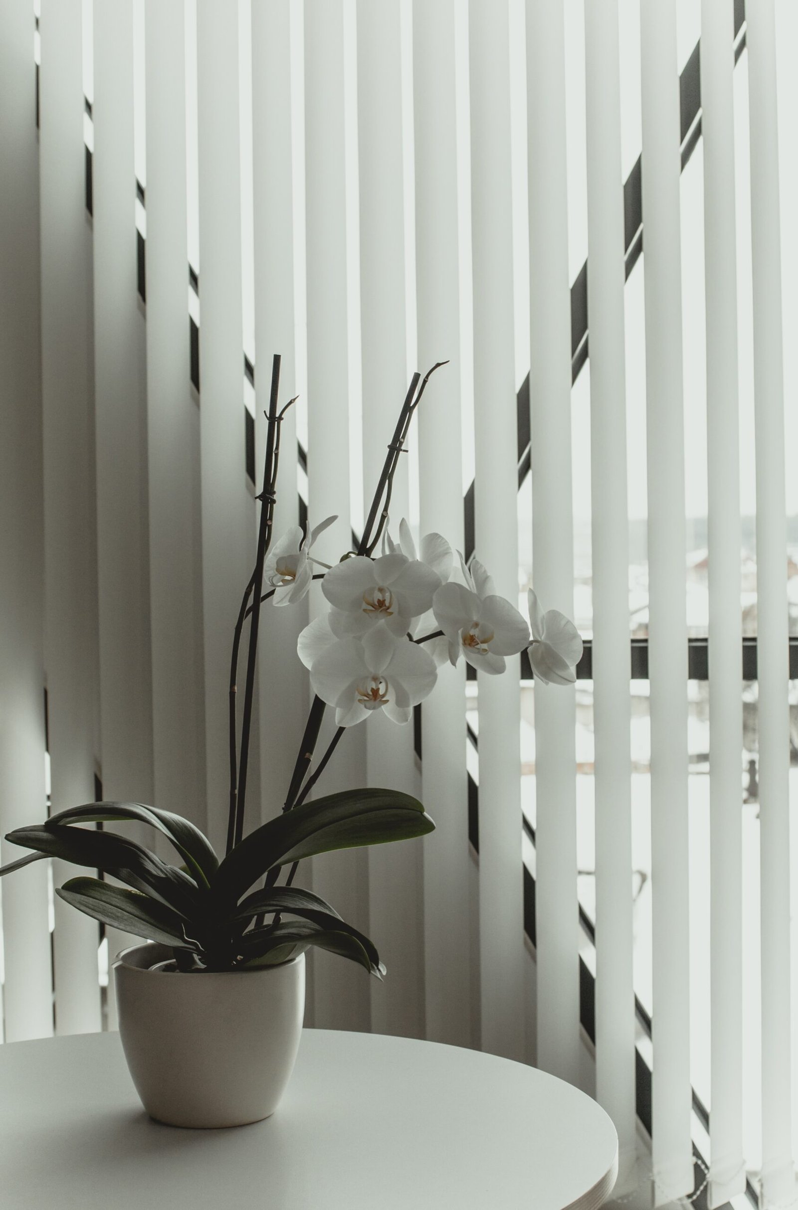 Panel zavese kao izrazminimalistčkog stila